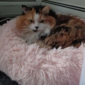 Meet your Posher, Greta